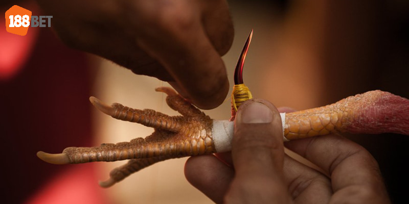 đá gà cựa sắt